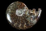 Polished, Agatized Ammonite (Cleoniceras) - Madagascar #97282-1